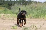 DOBERMANN 723